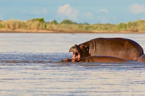 A swimming Hippo.
