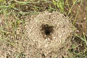 An anthill.