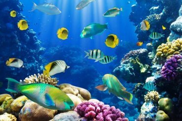 6 Interesting Facts About Fish