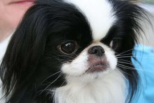 A close-up of a Japanese Chin dog.