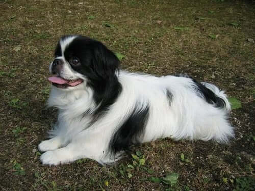 Γνωρίστε το Noble Japanese Chin: An Aristocratic Dog