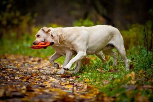 Two labs playing in the country.