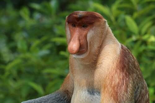 Meet 8 Amazing Monkey Species