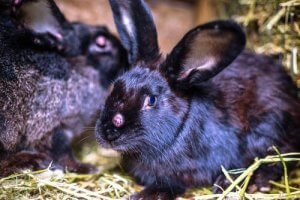 Myxomatosis in rabbits.