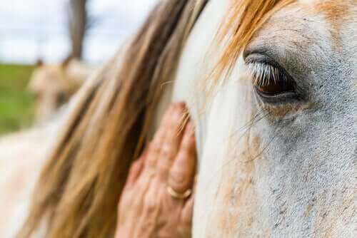 A woman petting a horse.