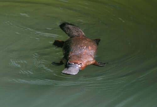 The Platypus is an oviparous animal.