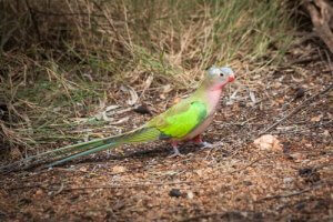 Alexandra's parakeet.