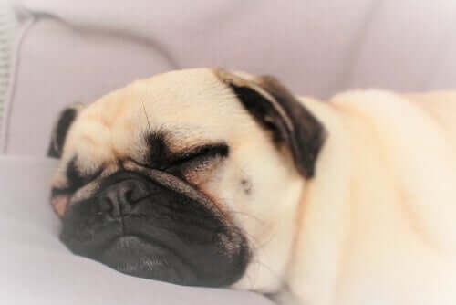 A pug snoring while it sleeps.