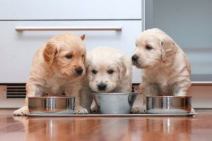 Some puppies eating.