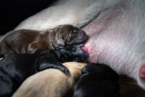 Newborn puppies nursing from their mother.