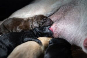 Newborn puppies nursing from their mother.
