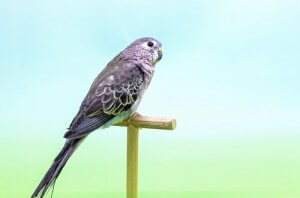 The Diet and Habitat of the Bourke's Parakeet