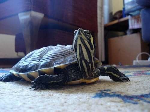 A Russian Tortoise pet.