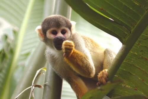 A small monkey eating fruit.