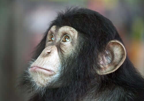A close-up of a small chimpanzee.