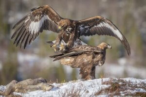 The Conservation of Eagles in Spain