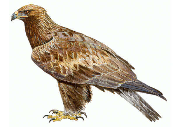 Spain's golden eagle.