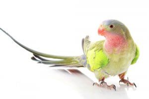 Where Did the Princess Parrot Get Its Name?