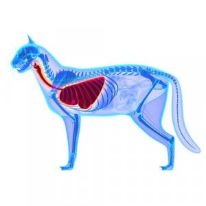 The anatomy of a cat.