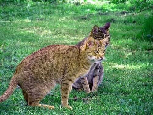 The Ocicat: A Wild-Looking Domestic Cat