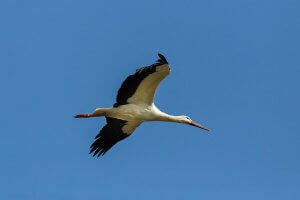 What Are Oviparous Animals?