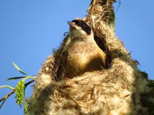 How Do Birds Actually Build Their Nests?