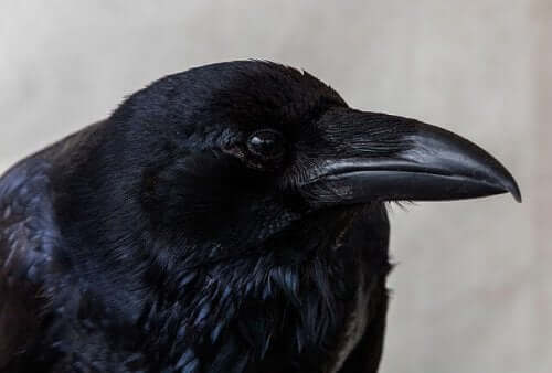 A closeup of a crow.
