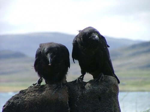 A couple of birds on a rock.