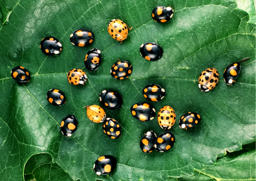 A group of ladybugs.