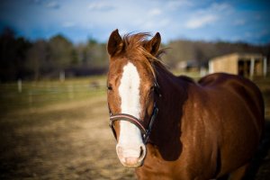 Choose the Right Size of Horse