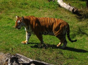 Survival Instinct in the Animal Kingdom