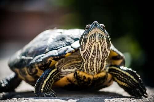 A turtle lifting their head.