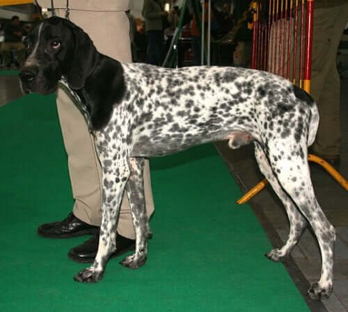 An Auvergne pointer at a dog show.