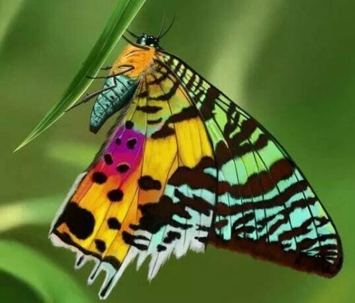 A colorful butterfly.
