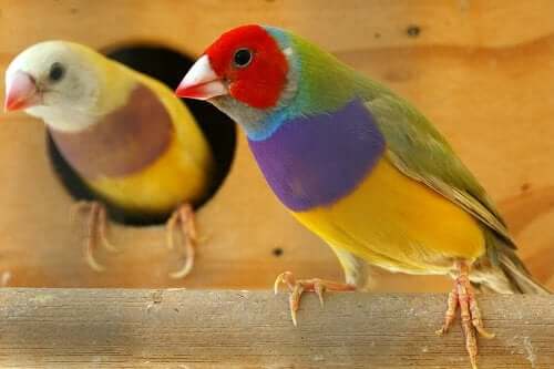 Colourful birds.