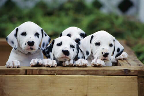 Dalmatian puppies.