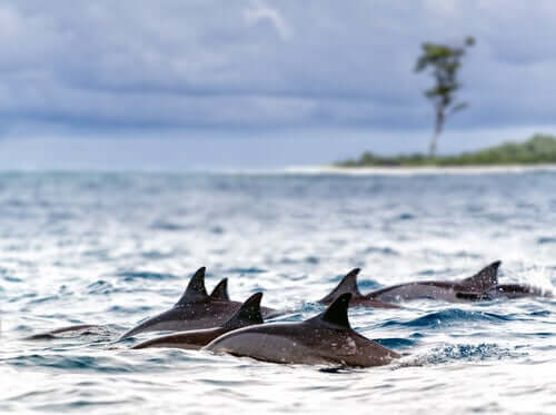 Dolphins in the sea.