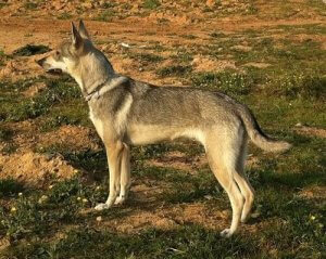 Hierran Wolfdogs