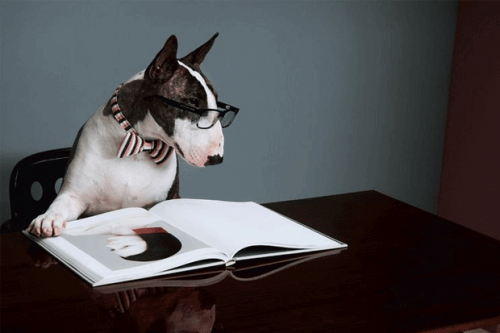 Meet Neville Jacobs: A Dog that Became a Writer