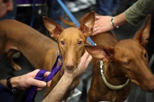 The Pharaoh Hound: A Primitive European Hunting Dog