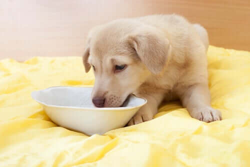 A puppy drinking out of a bowl.