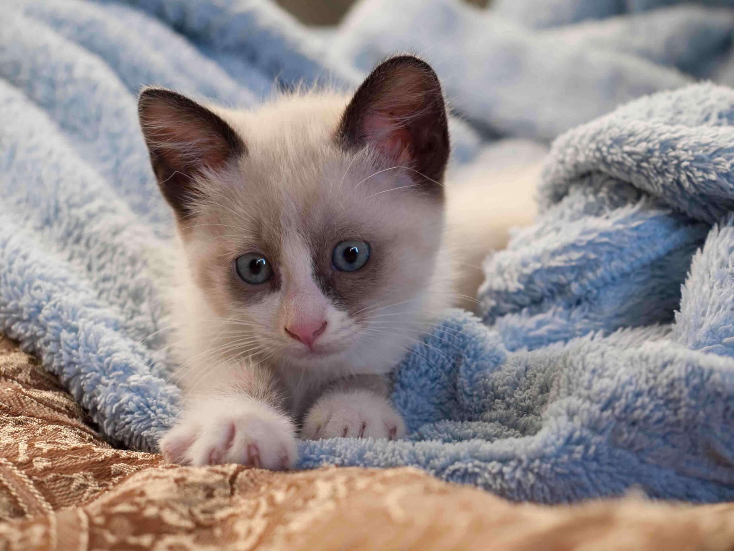 A Snowshoe kitten in a blue blanket.