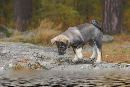 A Swedish elkhound puppy outside.