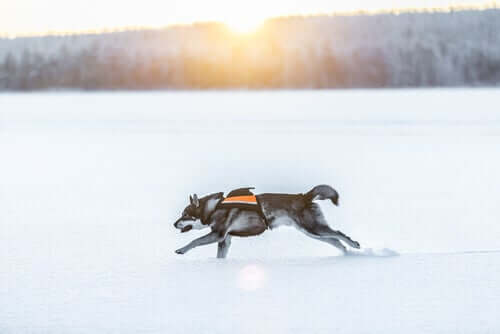 A Swedish elkhound running in the snow.