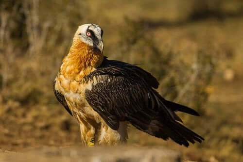The Bearded Vulture: Characteristics, Behavior, and Habitat