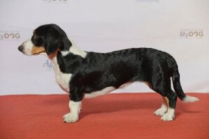 The Drever or the Dachsbracke Dog Breed
