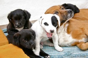 What Is Canine Puerperium?