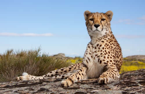 A cheetah on a rock.