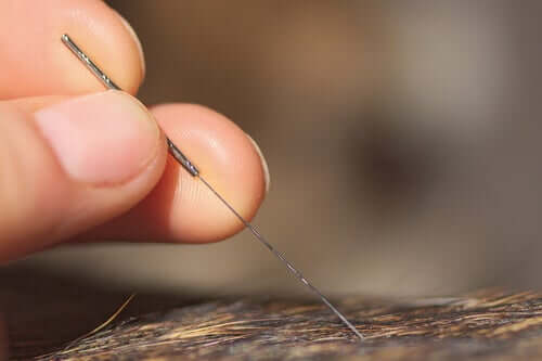 Acupuncture for animals.
