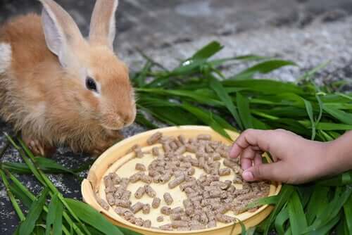 A rabbit eating.